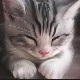 whiskers
