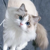 ชาบู(แมวน.อ)