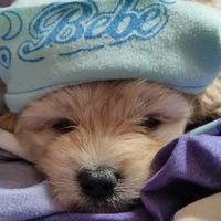 Autora(yo)