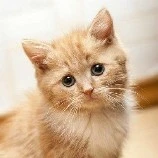 Stray Cat