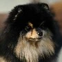 Yeontan💜