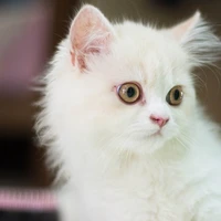แอด