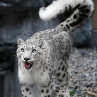 ซาชิกิ : ร่างเสือ