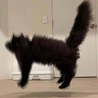 ? ? ?