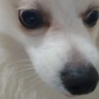 •^•