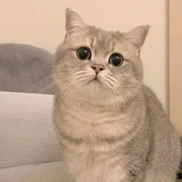 ชาโค(สัตว์เลี้ยงแอดเอง)