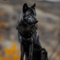 Wild dog