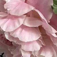 💕💐