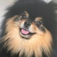 yeonton  Tae dog