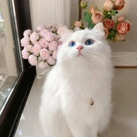 ออโรร่า😾