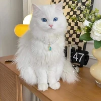 ชูก้า•แมวน.อ•