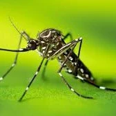 Mosquito da Dengue