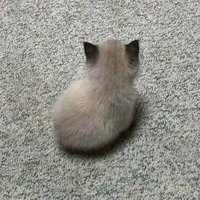 ราน่า(ร่างเก่า)
