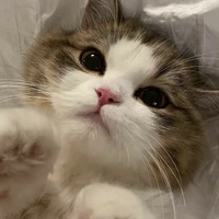 💗𝐒𝐚𝐤𝐲/𝐦𝐞𝐮 𝐚𝐦𝐨𝐫𝐳𝐢𝐧💗