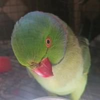 author 🦜