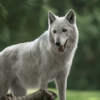 Lobo(le loup)