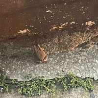 แอด