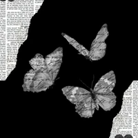 butterfly 🦋