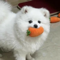 ดาว||หมา น.อ||