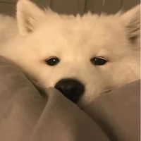 คายะ