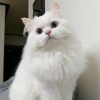 มิ้น/ร่างเหมียว