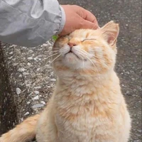 # น่องแมลงป่อง