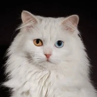 COCO ( fl pet )