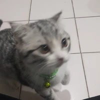 อีแอดอีสาดดด
