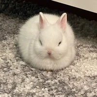Yukiki 