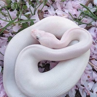 ยัยแอดชอบงู(🐍⚪)