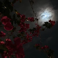آلُحٍضۆر