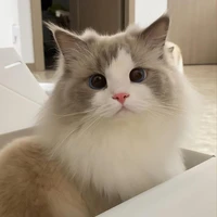 ᴀᴜᴛᴏʀᴀ