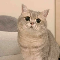 เปาๆ(แมวนอ.)