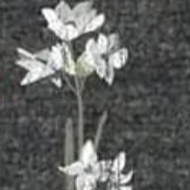 zehra ( author)