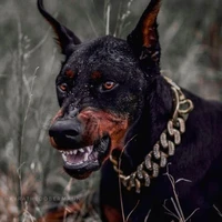 Rocko