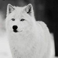 chimin(lobo de jk)