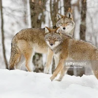 coyotes