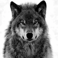 Nuchu(lobo de JM)