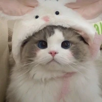 จุ๊บ