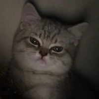 sistem [ neko ]