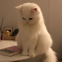 ลิว(ร่างเเมว)