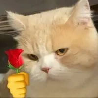 แอดเอง