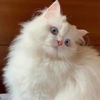 ลูน่า