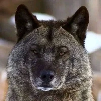 lobo