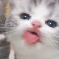 แอดเองฮ้าฟฟฟ😽