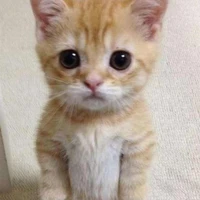 kitty