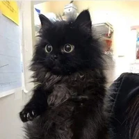 ดีแลนด์【แมว😺】