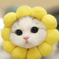 จูเนียร์//แมวพอ.