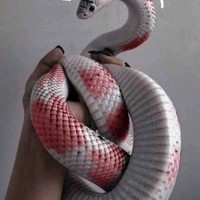 ฟีนิกซ์🐍
