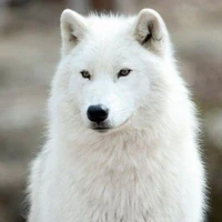 lua (loba do Noah)